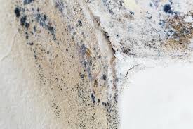 Professional Mold Removal Services in Highland Lakes, AL